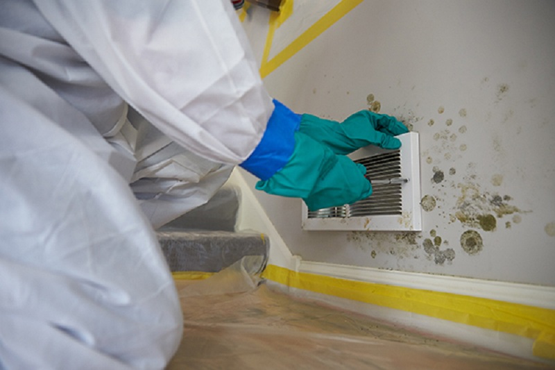 Should you Hire Mold Removal and Remediation Services? 